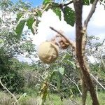 Solanum crinitum Frucht