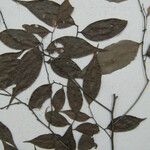 Licania parvifructa Máis