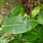 Fuchsia arborescens Lapas