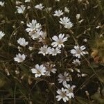 Cerastium soleirolii Fleur