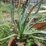 Agave toumeyana Liść