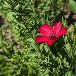 Linum grandiflorum 整株植物