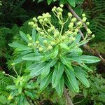 Euphorbia stygiana Fruto