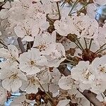 Prunus × yedoensis Blüte