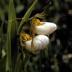 Cypripedium candidum Blomst