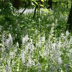 Camassia scilloides Habitatea