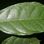 Trophis racemosa List