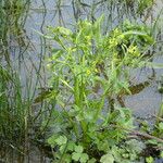 Ranunculus sceleratus Habitus