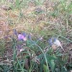 Lathyrus linifolius Flor