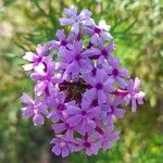 Junellia hookeriana Flower