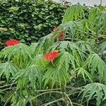 Jatropha multifida Flower