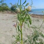 Scabiosa atropurpureaഇല