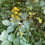Hypericum hirsutum Libunga