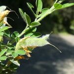 Genista monspessulana Fruit