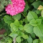 Hydrangea macrophylla花