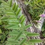 Vicia americana Yaprak