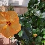 Hibiscus rosa-sinensisFlors