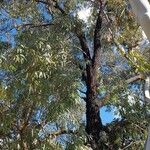 Eucalyptus sideroxylon Habit