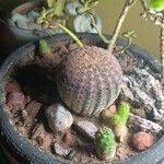 Echinocereus rigidissimusЛист