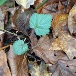 Geum canadense पत्ता