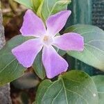 Vinca major Flower