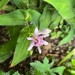 Tricyrtis hirtaFlower