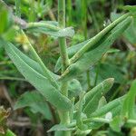 Myagrum perfoliatum Lapas