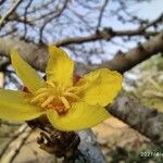 Dillenia pentagyna Flower
