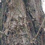 Populus × berolinensis Bark