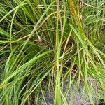 Scirpus cyperinus Leaf