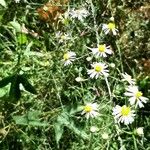 Symphyotrichum ericoides Květ