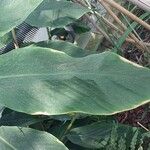 Hedychium ellipticum Leaf