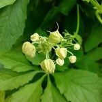 Cyclanthera pedata 花