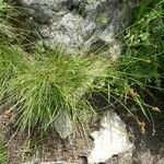 Carex echinata Характер