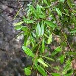 Flueggea tinctoria Leaf