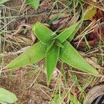 Aloe buettneri Leht