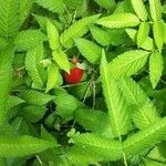 Rubus illecebrosus Fruit