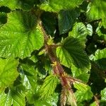 Rubus tricolorLeaf