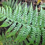 Polystichum braunii Likasa