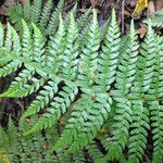 Polystichum braunii Φύλλο