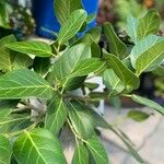 Ficus benghalensis Blad