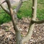 Magnolia campbellii 树皮