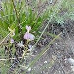 Astragalus austriacus പുഷ്പം