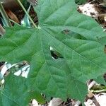 Cnidoscolus aconitifolius Blatt