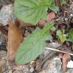 Youngia japonica Leaf