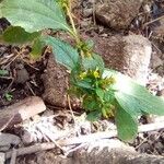 Synedrella nodiflora Лист