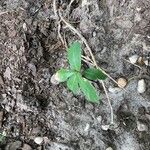 Quercus laurifolia Blad