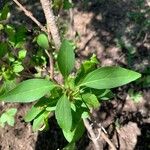 Forsythia viridissimaLeaf