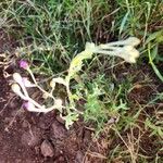 Gutenbergia rueppellii Hoja