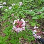 Rhododendron periclymenoides 花